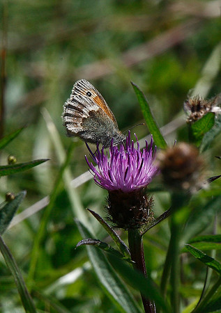 Small Heath