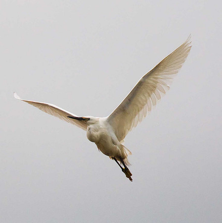 Little Egret
