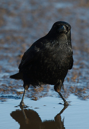 Crow