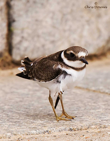 Ringed Plover