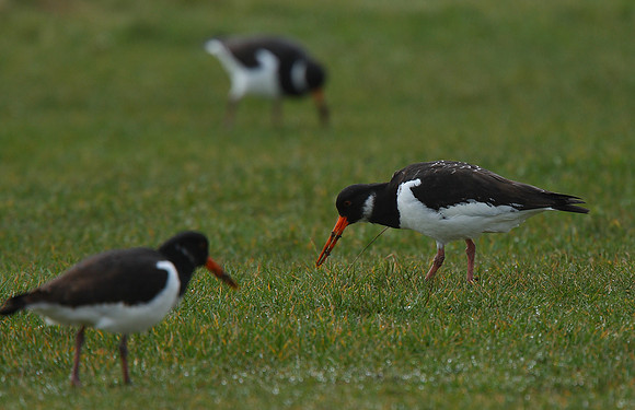 Oystercatcher