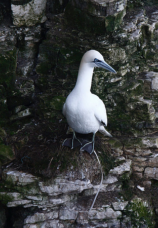 Gannet