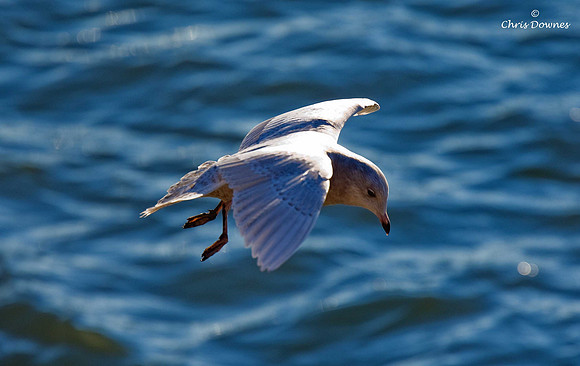 Iceland Gull