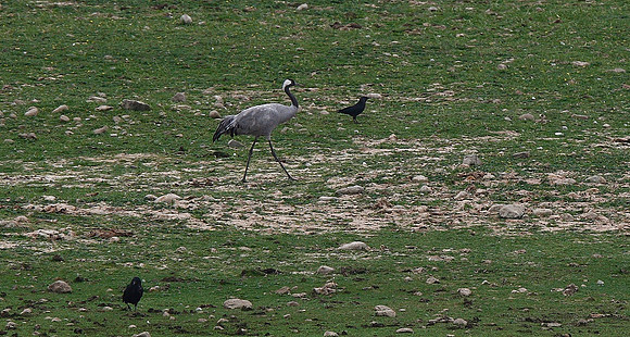 Common Crane