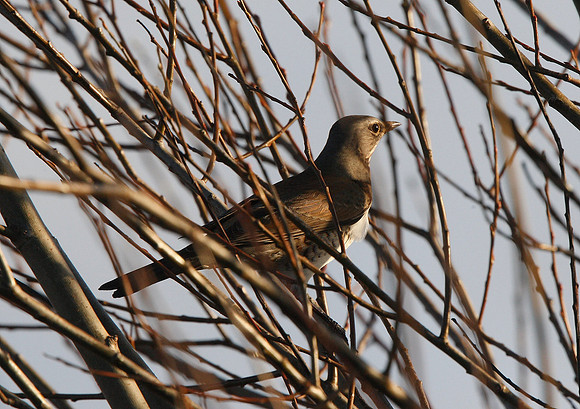 Fieldfare
