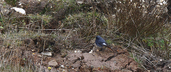 Black Redstart