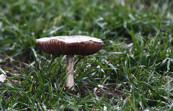 Fungus