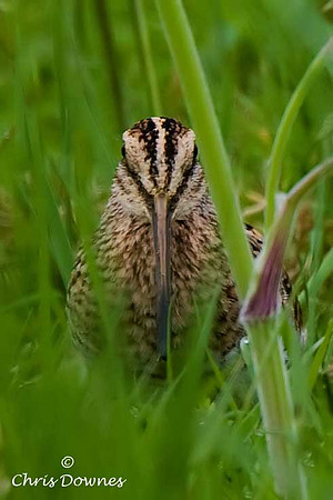 Snipe