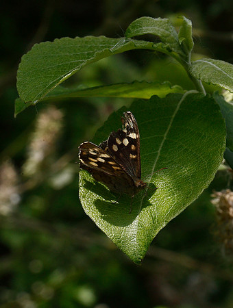 Speckled Wood