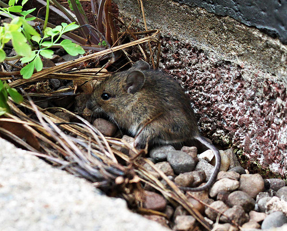 Wood Mouse
