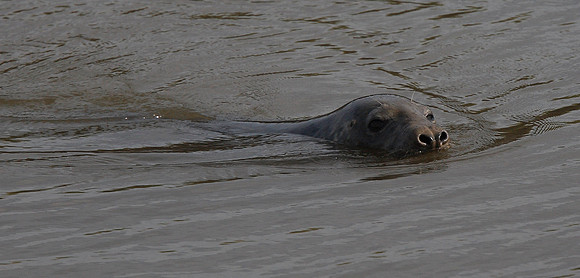 Seal