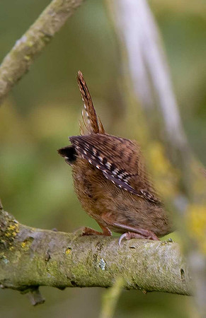 Wren