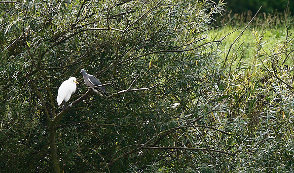 Cattle Egret