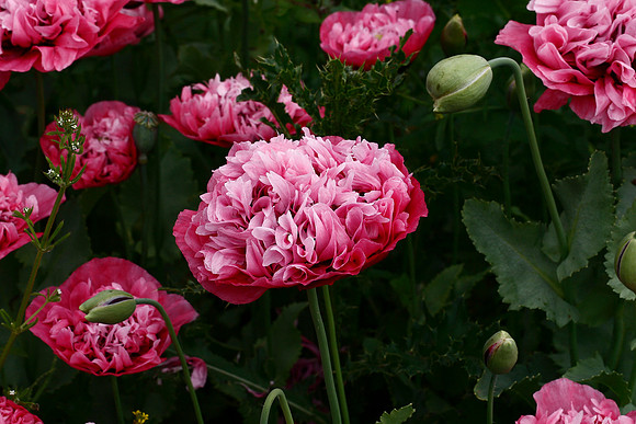 Opium Poppy