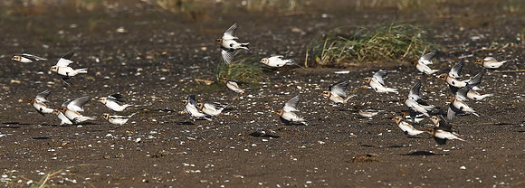 Snow Bunting