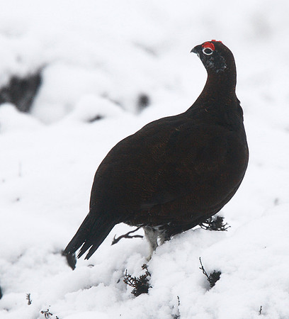 Red Grouse
