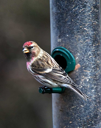 Redpoll