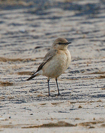 Isabelline Wheatear
