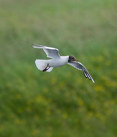 Black-headed Gull