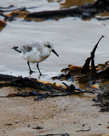 Sanderling