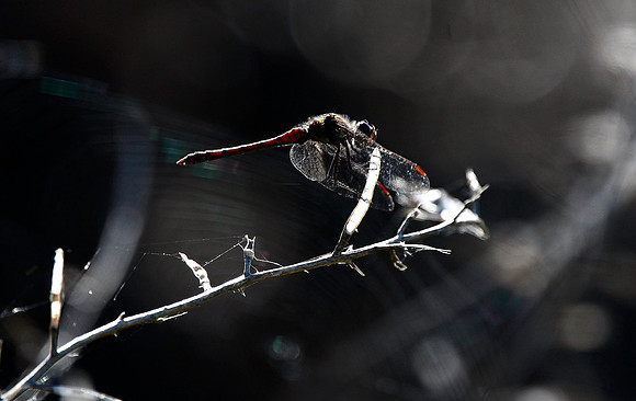 Ruddy Darter