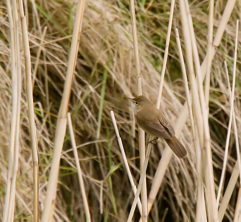 Reed Warbler
