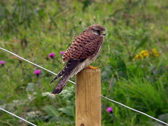 Kestrel