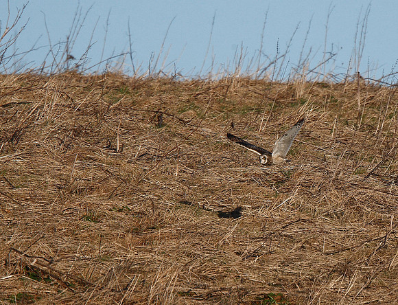 Short-eared Owl