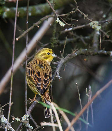 Yellowhammer