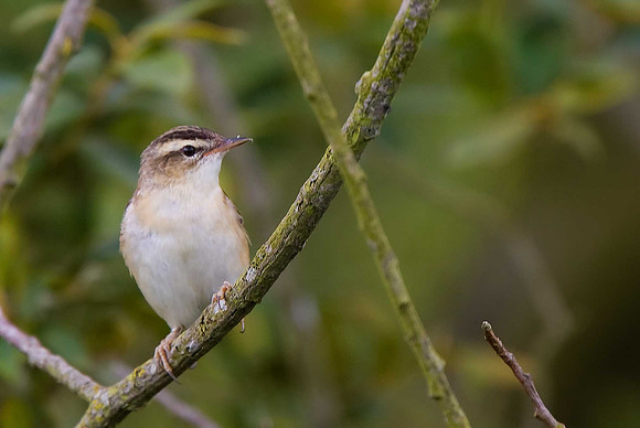 Sedge Warbler
