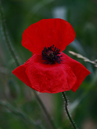 Common Poppy