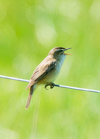 Sedge Warbler