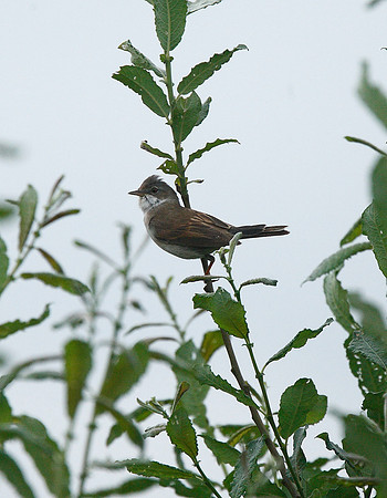 Whitethroat