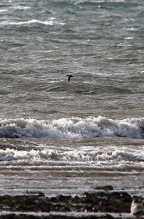 Little Auk