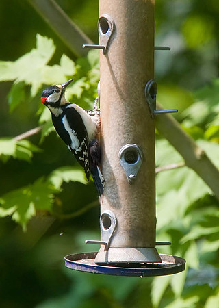 Great-spotted Woodpecker