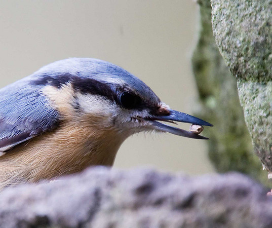 Nuthatch
