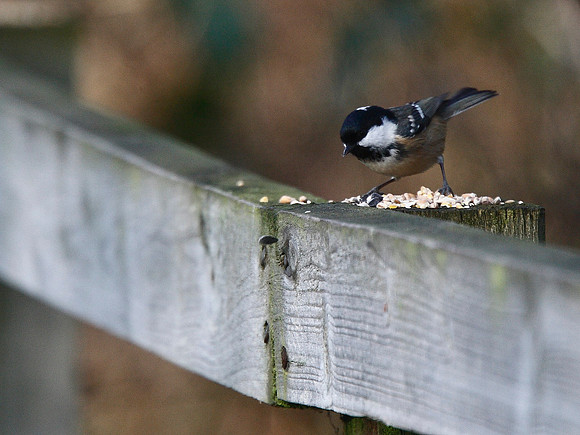 Coal Tit