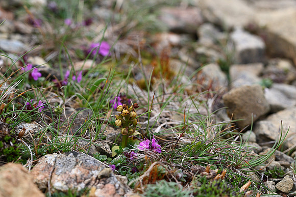 Frog Orchid Unst