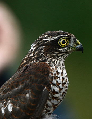 Sparrowhawk