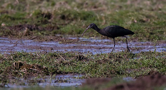 Glossy Ibis