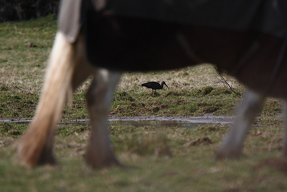 Glossy Ibis