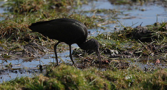Glossy Ibis