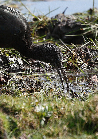 Glossy Ibis