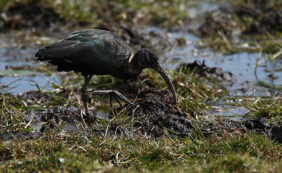 Glossy Ibis