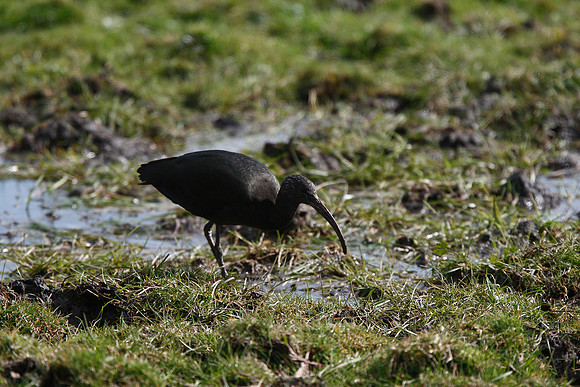 Glossy Ibis