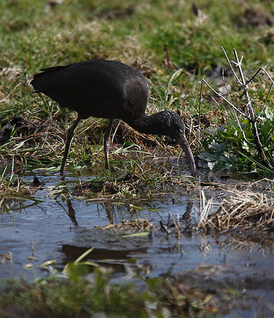 Glossy Ibis