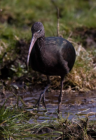 Glossy Ibis