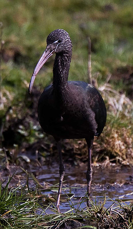Glossy Ibis