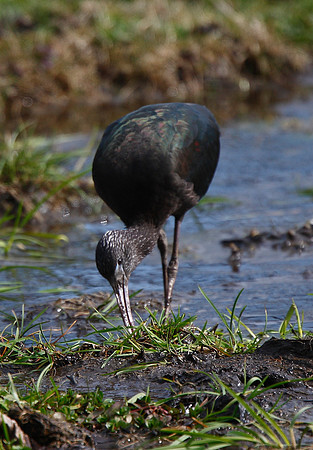 Glossy Ibis