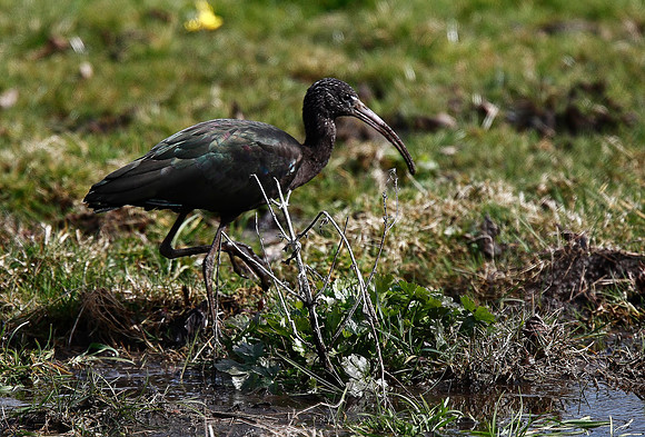 Glossy Ibis